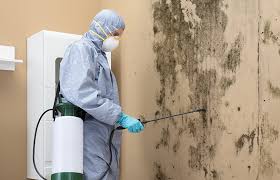 Best Mold Odor Removal Services  in Wilder, KY